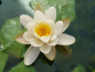 Preview: Hermine - winterharte Seerose